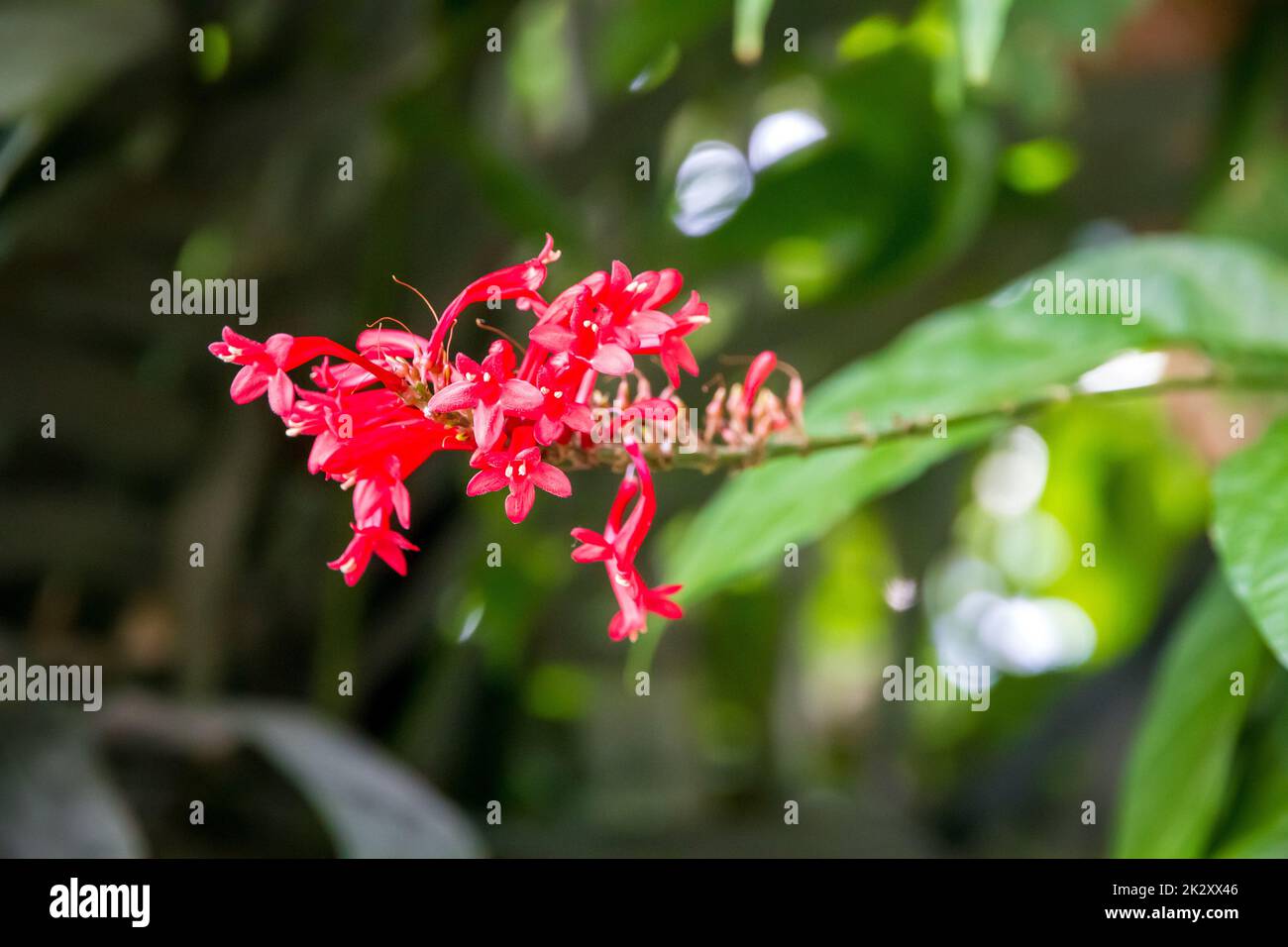 Orchideenblüte, seltene Arten Stockfoto