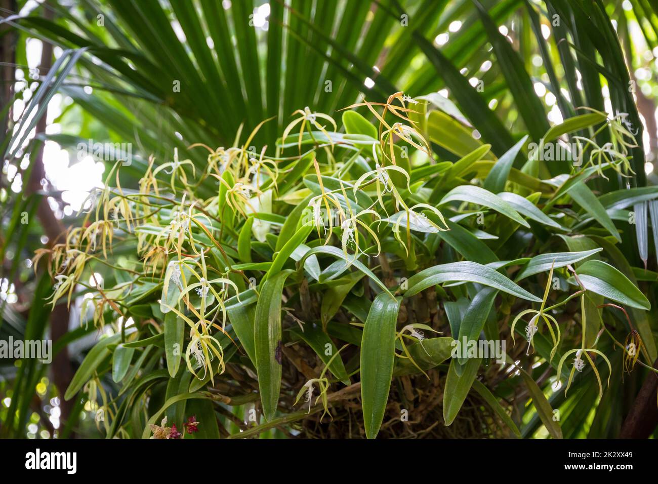 Orchideenblüte, seltene Arten Stockfoto