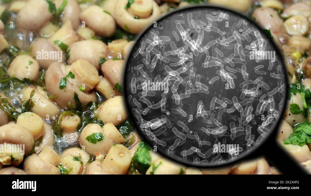 Auf der Suche nach Bakterien in Pilzen Stockfoto