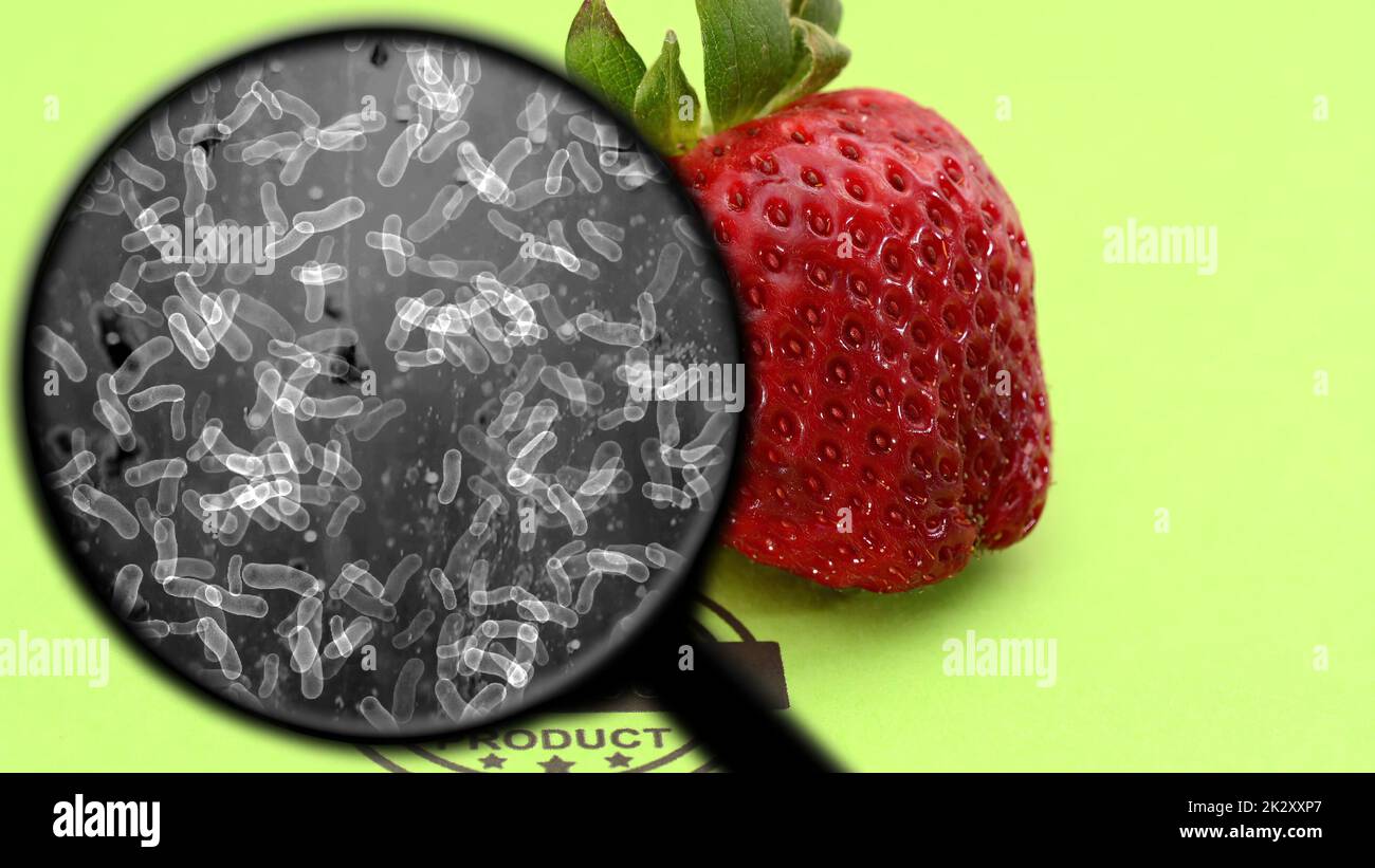 Auf der Suche nach Bakterien in Bio-Früchten Stockfoto