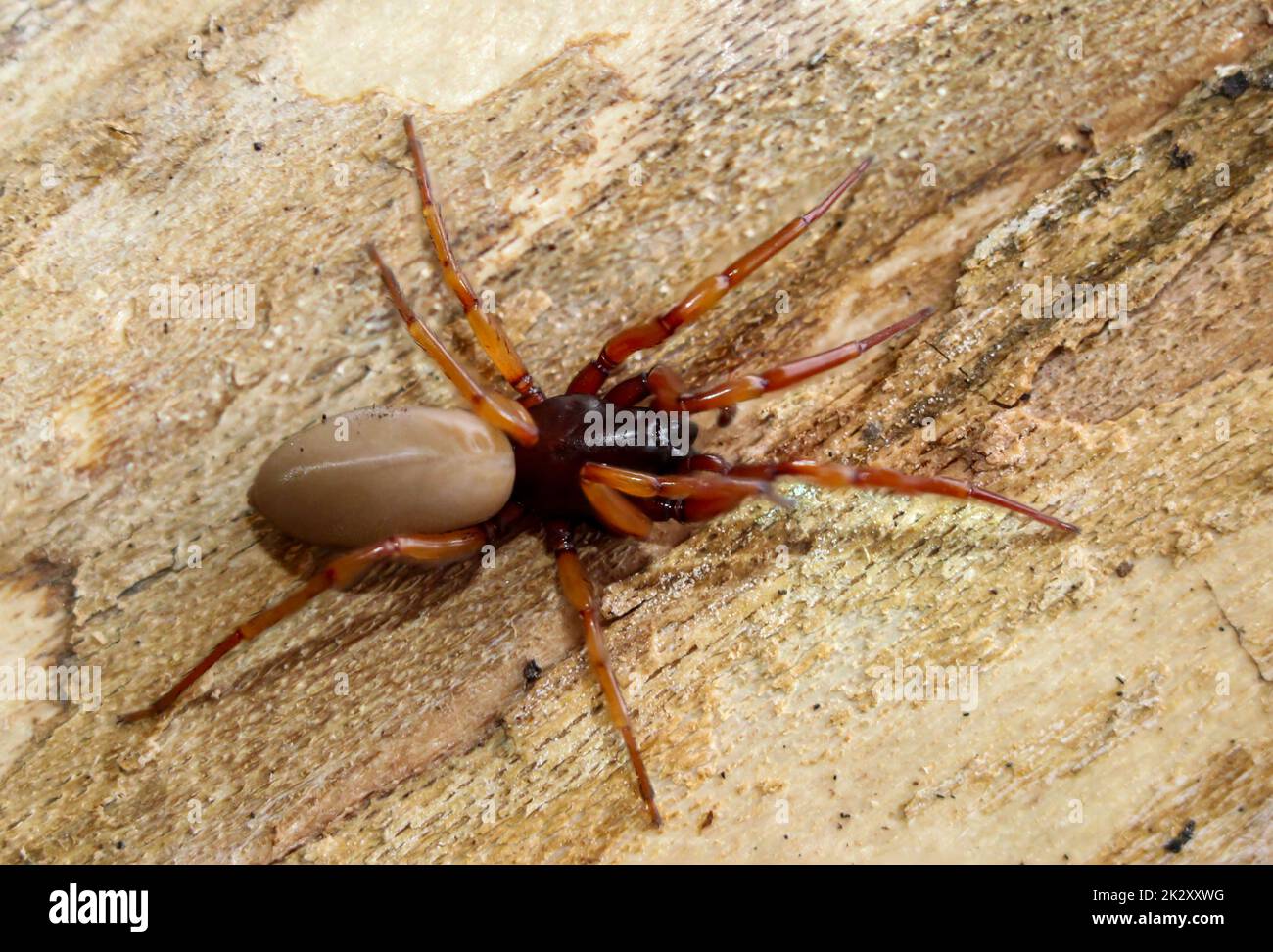 Nahaufnahme einer sechsäugigen Spinne. Es ist eine Familie der wahren Webspinnen. Stockfoto