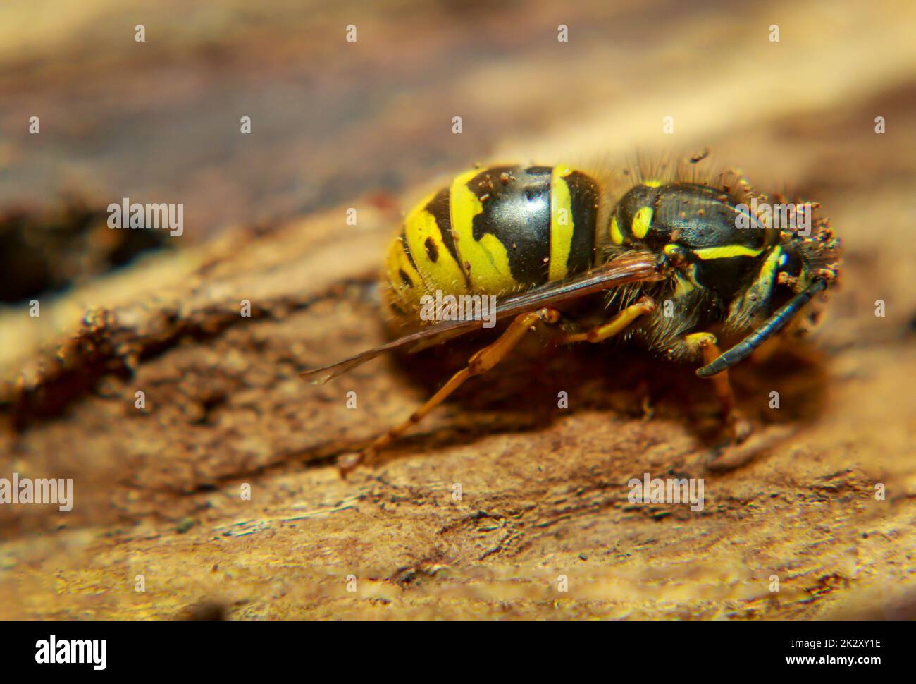 Eine extreme Nahaufnahme einer Wespe. Eine Wespe, Hymenoptera. Stockfoto