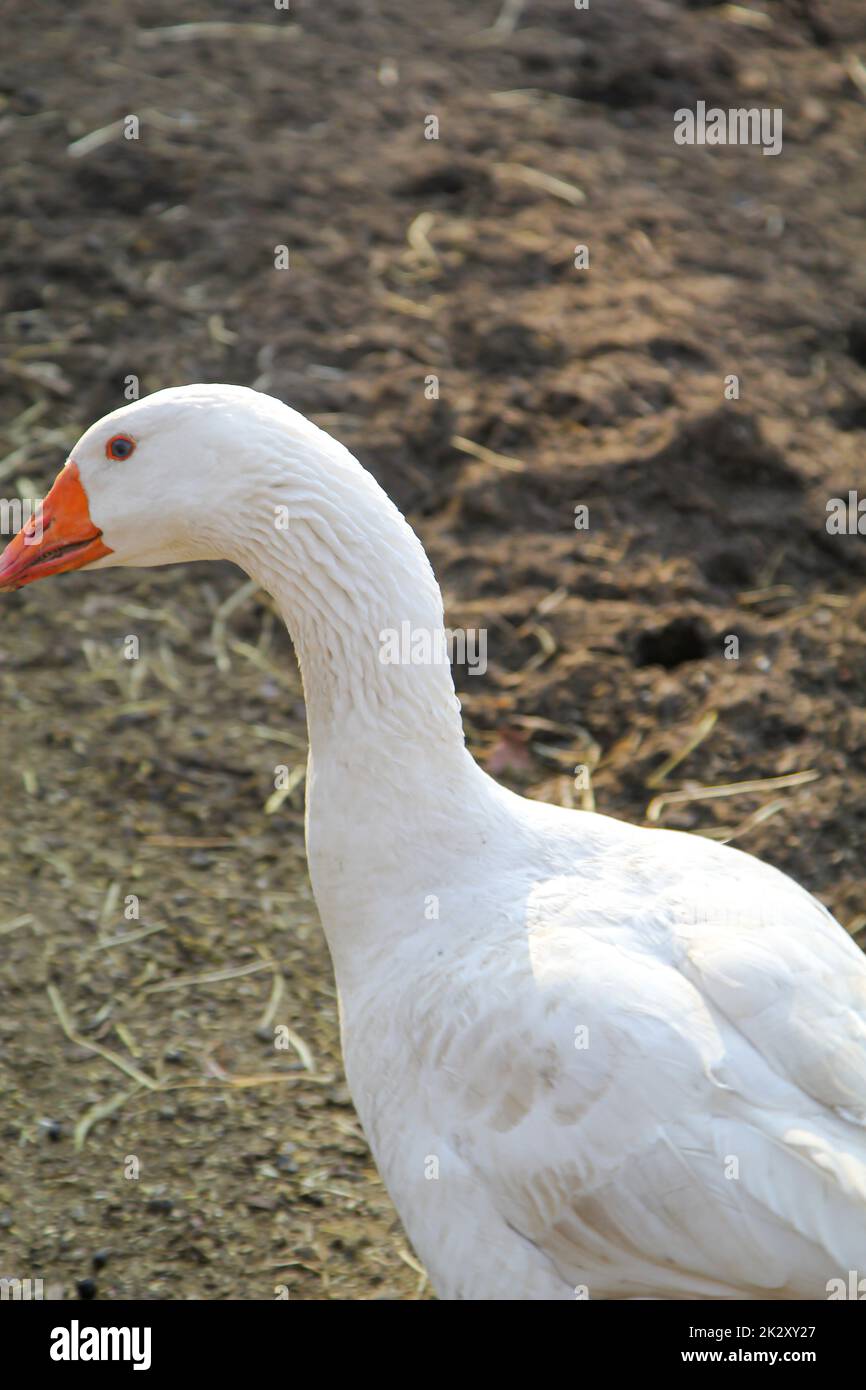 Große weiße Gänse auf dem Bauernhof. Stockfoto