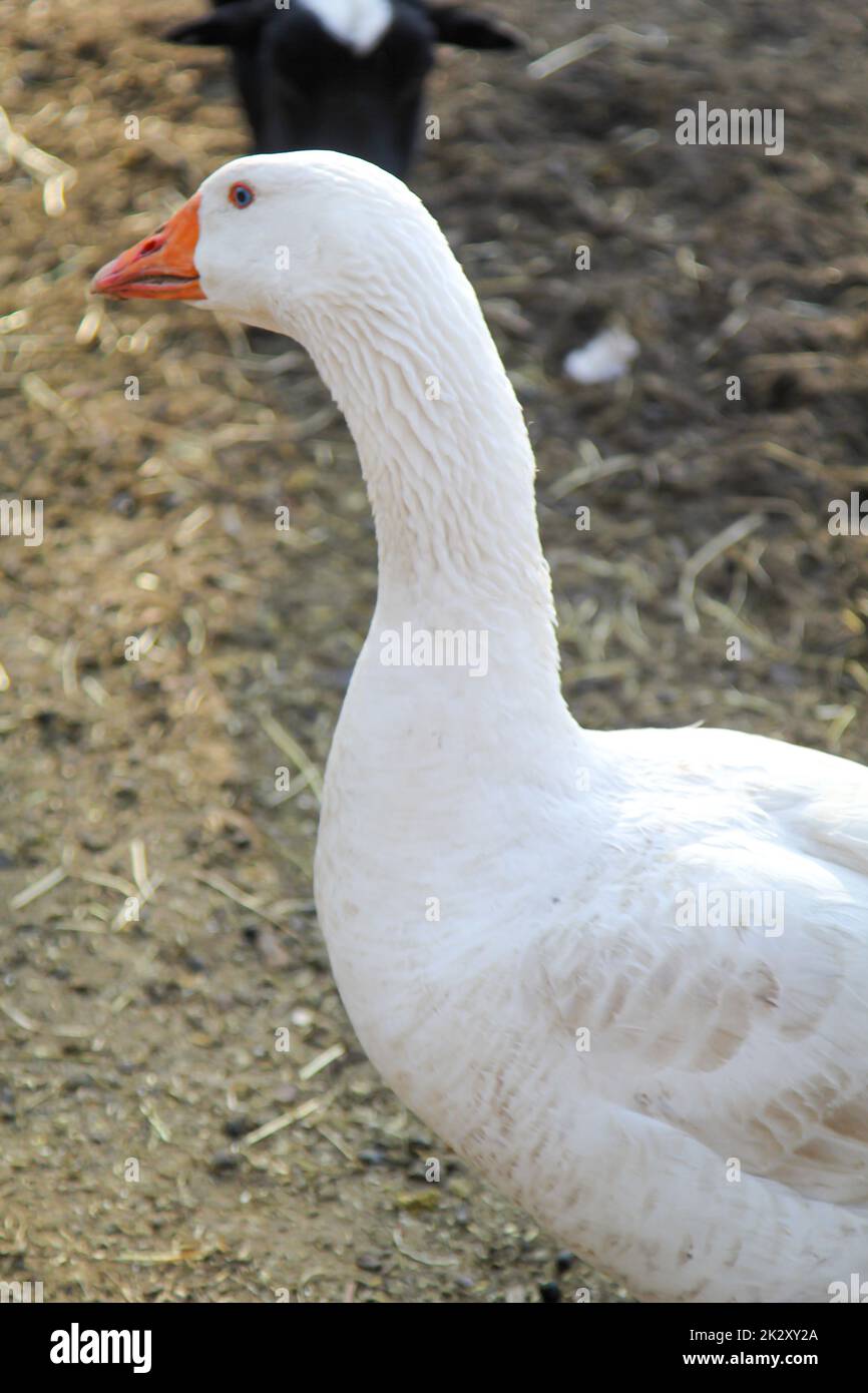 Große weiße Gänse auf dem Bauernhof. Stockfoto