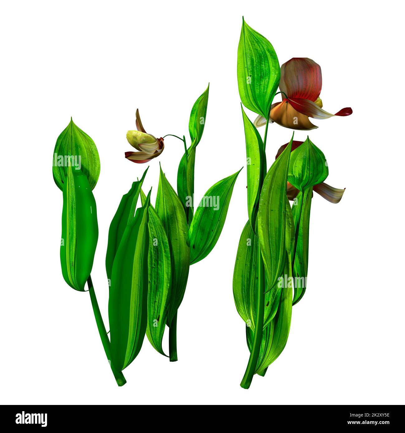 3D-Rendering von Orchideenblumen in Weiß Stockfoto