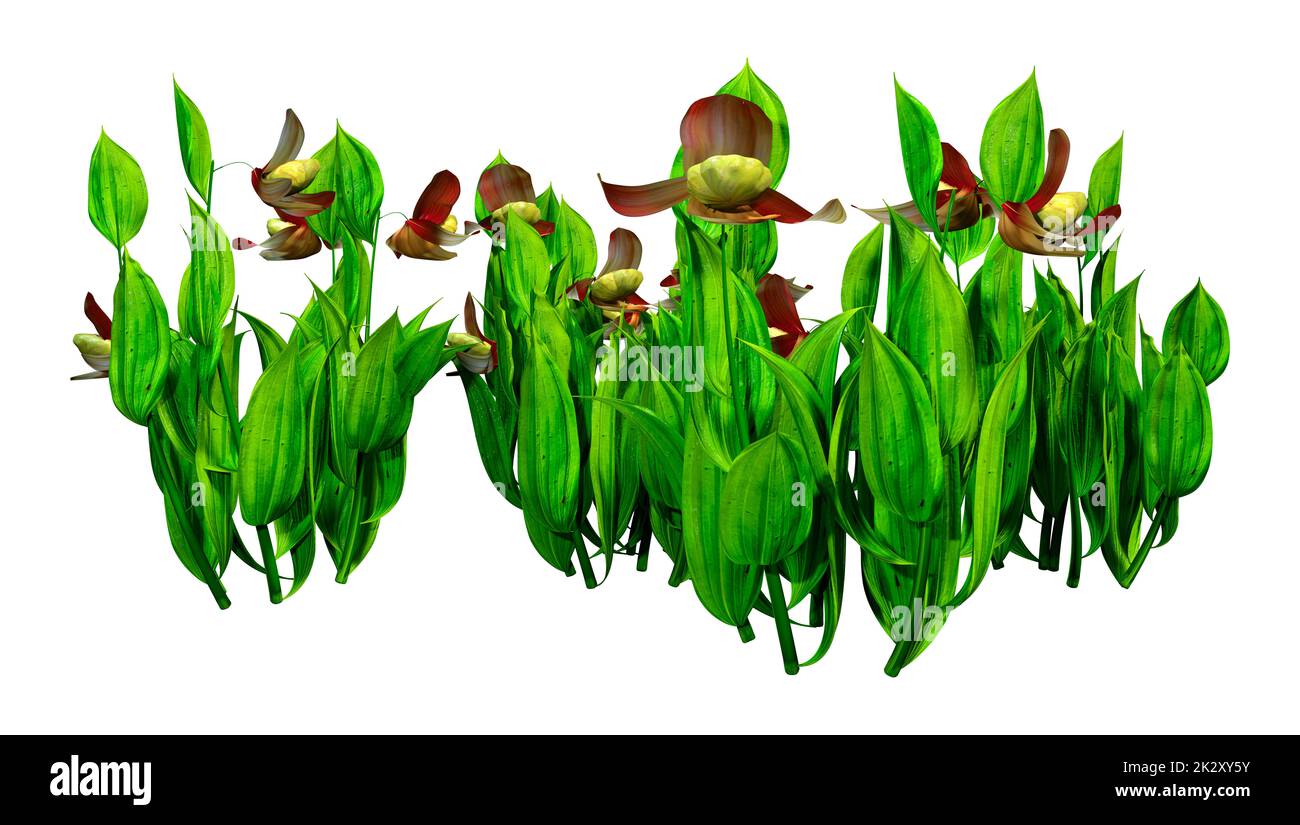 3D-Rendering von Orchideenblumen in Weiß Stockfoto