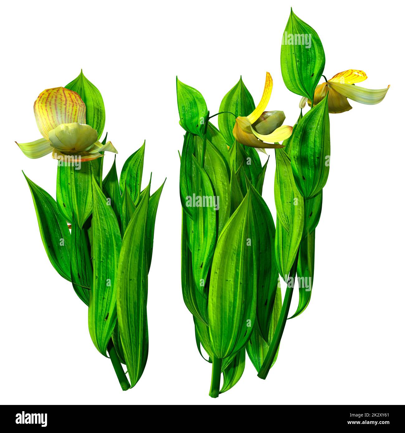 3D-Rendering von Orchideenblumen in Weiß Stockfoto