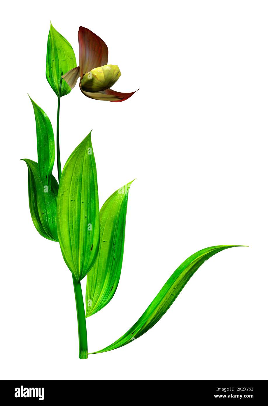 3D-Rendering-Blume mit Orchideenmotiv auf Weiß Stockfoto