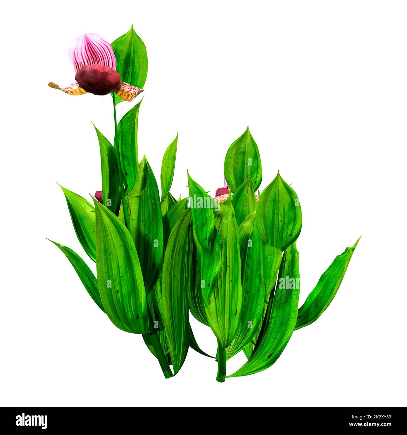 3D-Rendering von Orchideenblumen in Weiß Stockfoto