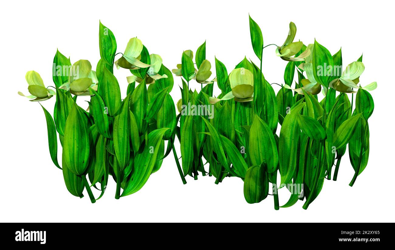 3D-Rendering von Orchideenblumen in Weiß Stockfoto
