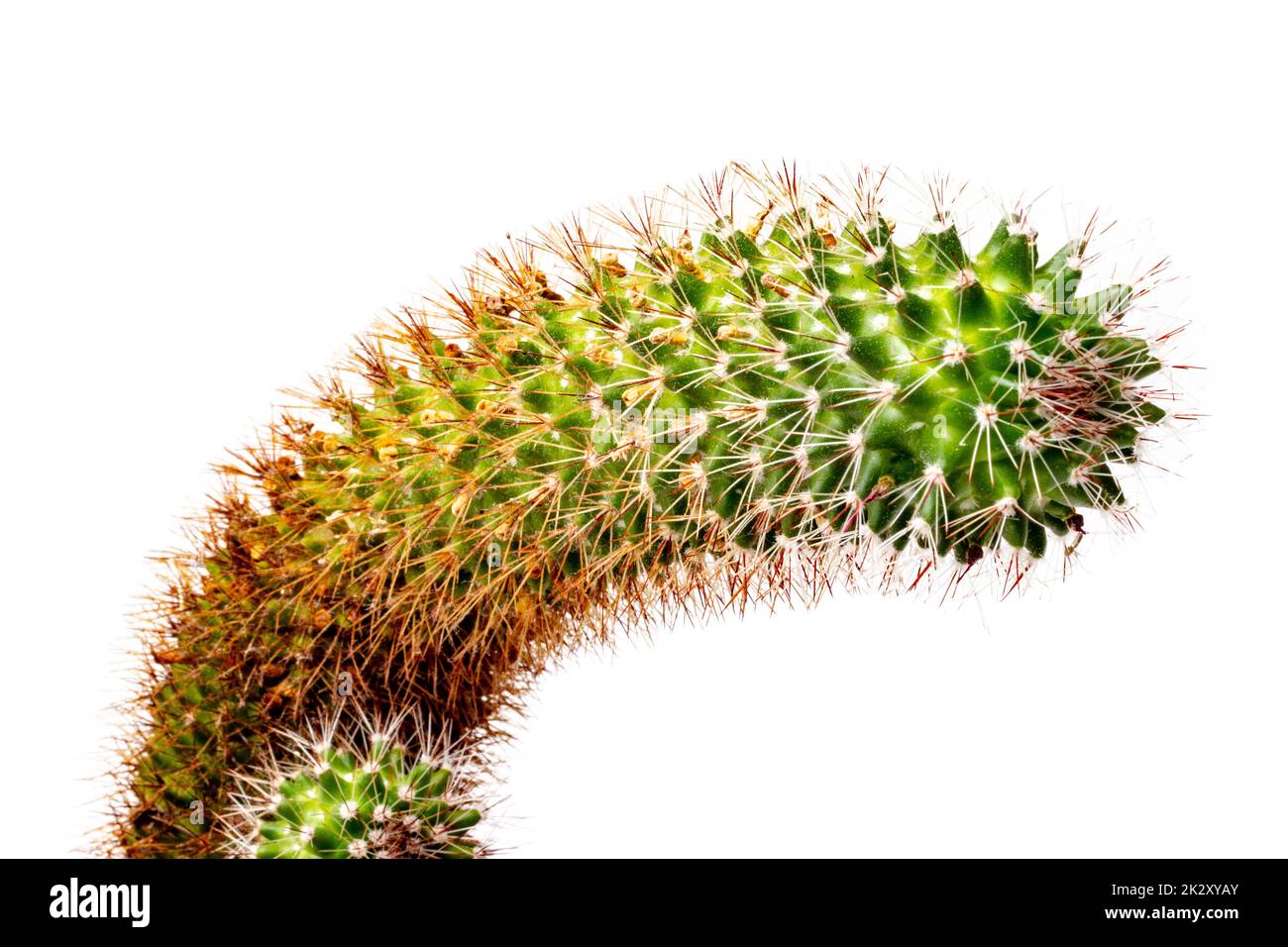 Kaktus isoliert. Nahaufnahme eines großen und eines kleinen Kinderkaktus mit langen Dornen isoliert auf weißem Hintergrund. Makro. Stockfoto