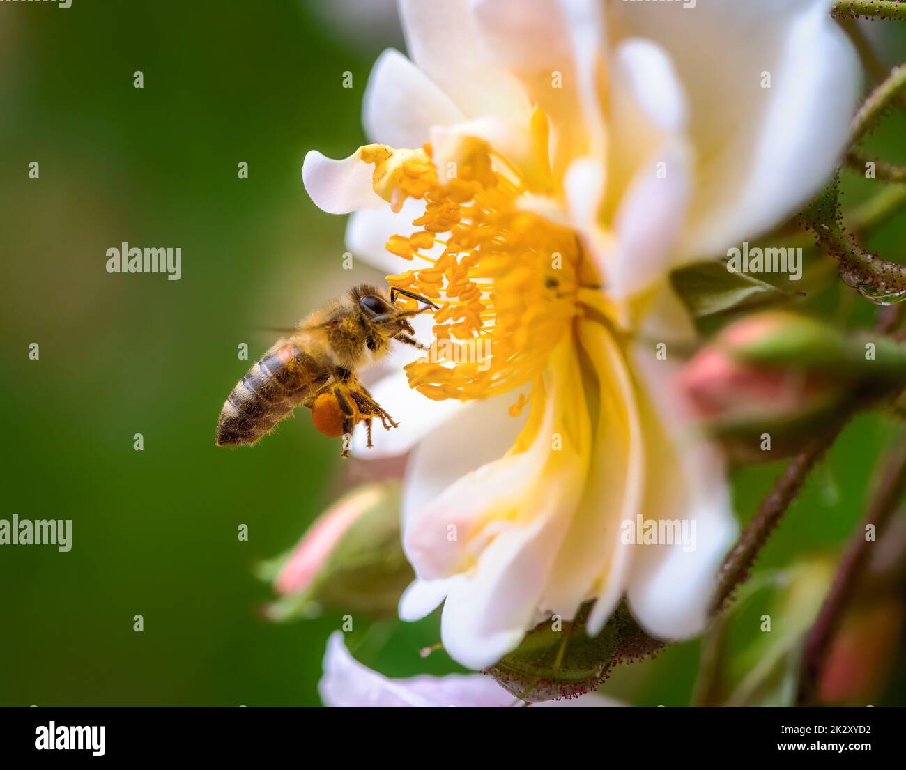 Biene fliegt zu einer weißen Rosenblüte Stockfoto