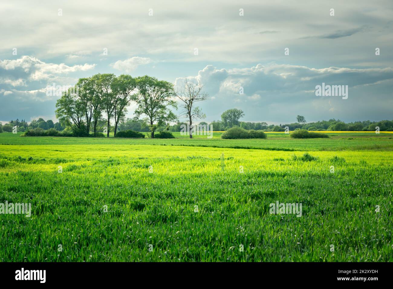 Grüne Felder und Bäume am Horizont Stockfoto