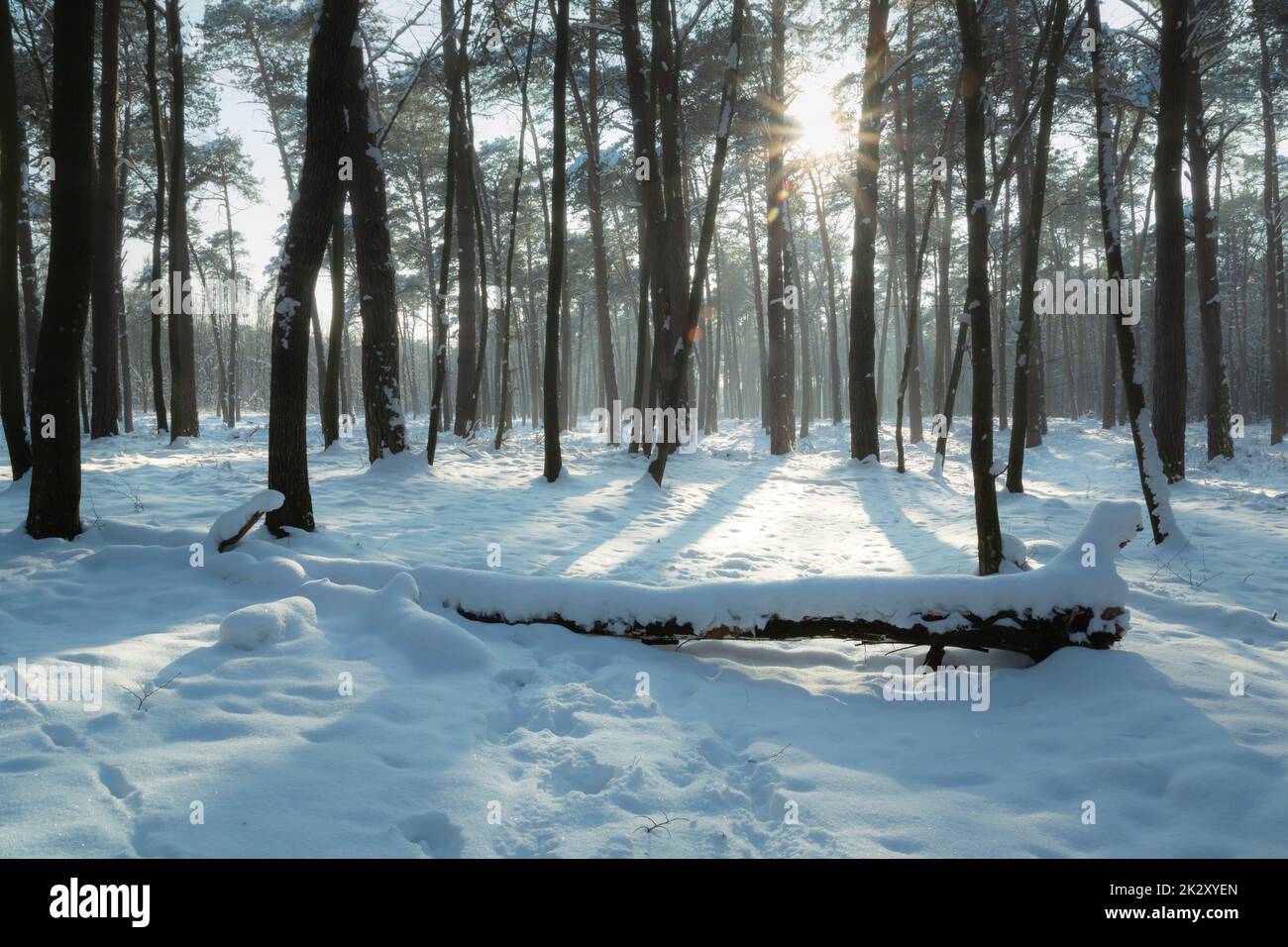 Blendung der Sonne im Winterwald Stockfoto