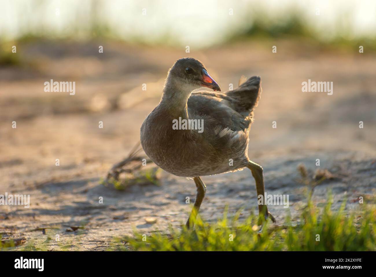 Gemeiner Moorhen, der am Seeufer spaziert Stockfoto