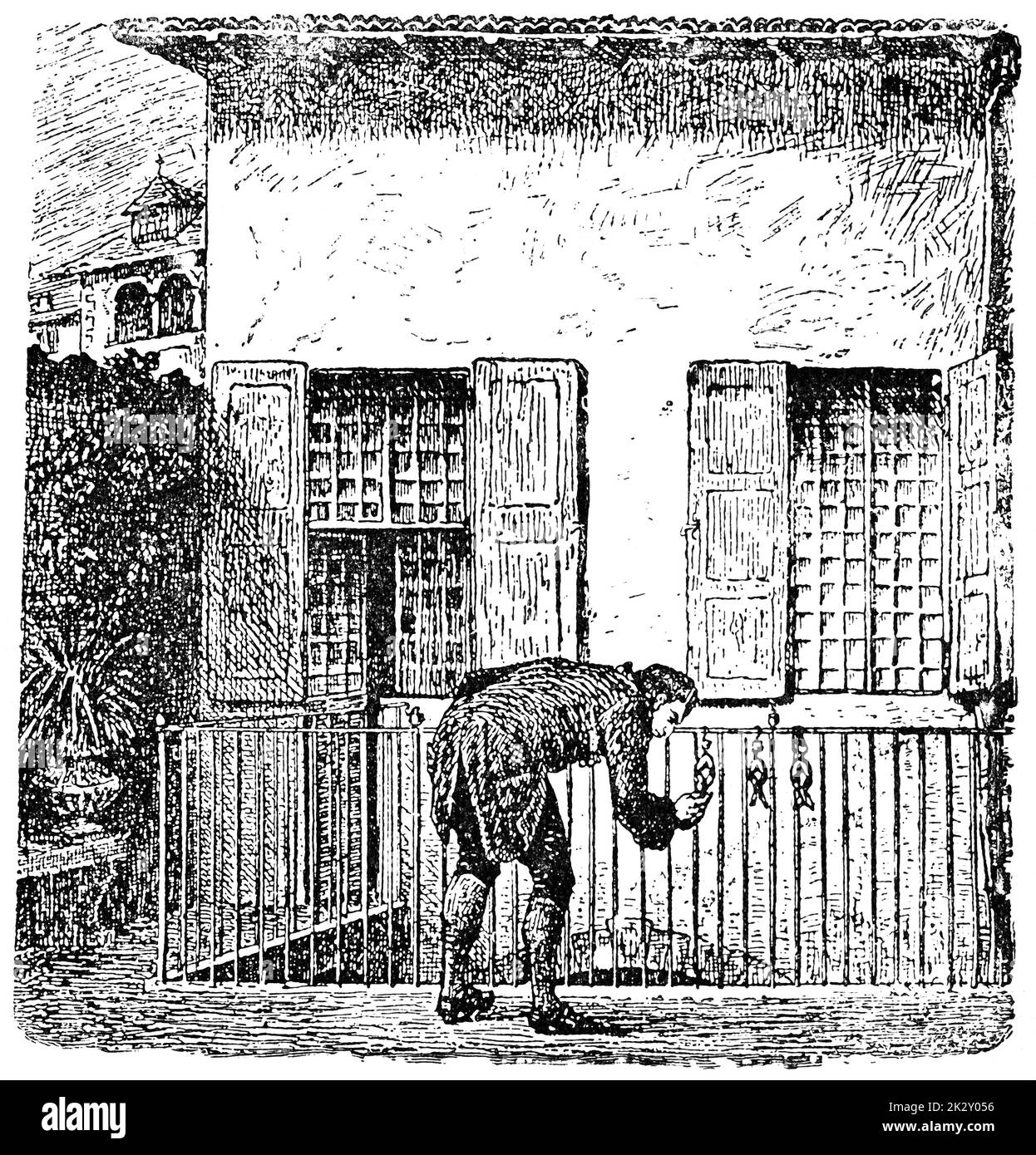 Luigi Galvanis Experiment mit Froschbeinen. Illustration des 19. Jahrhunderts. Deutschland. Weißer Hintergrund. Stockfoto