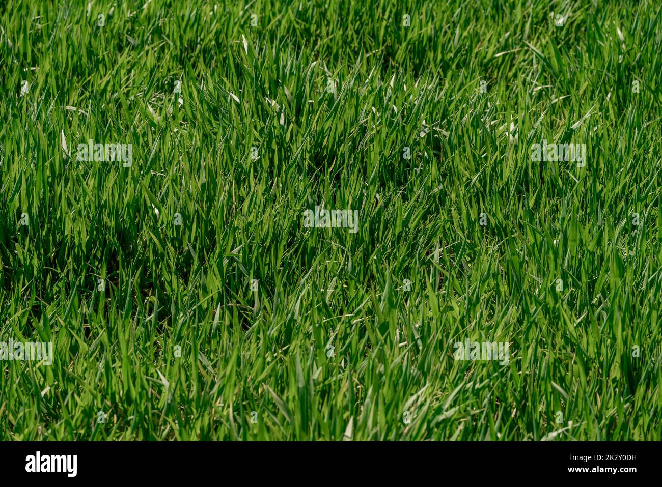 Hintergrund von schönen grünen Gras Muster Stockfoto