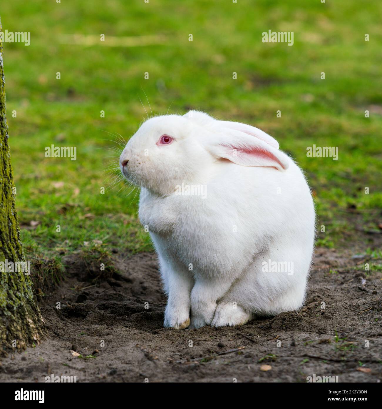 Weißes Kaninchen. Kaninchen Auf Grasbewachsenem Feld Stockfoto