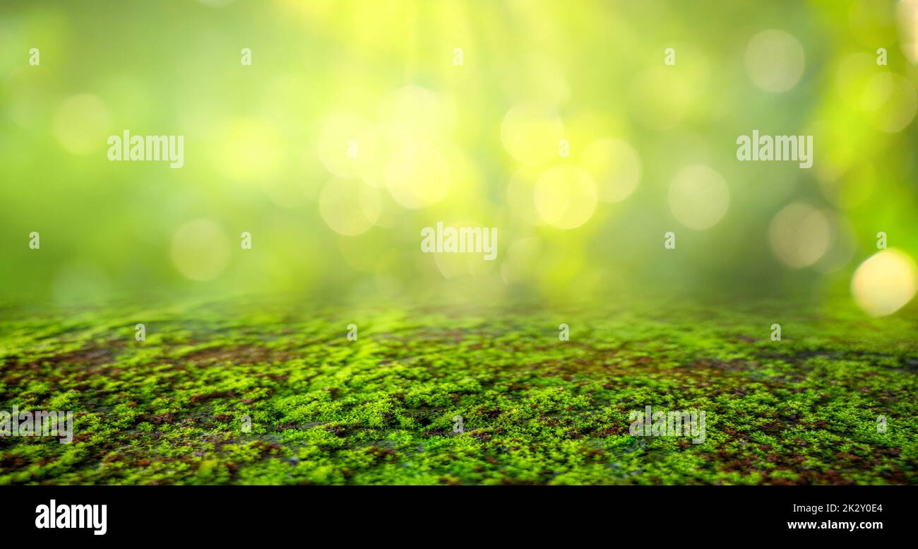 Grüner Moos Hintergrund, moosige Textur Stockfoto