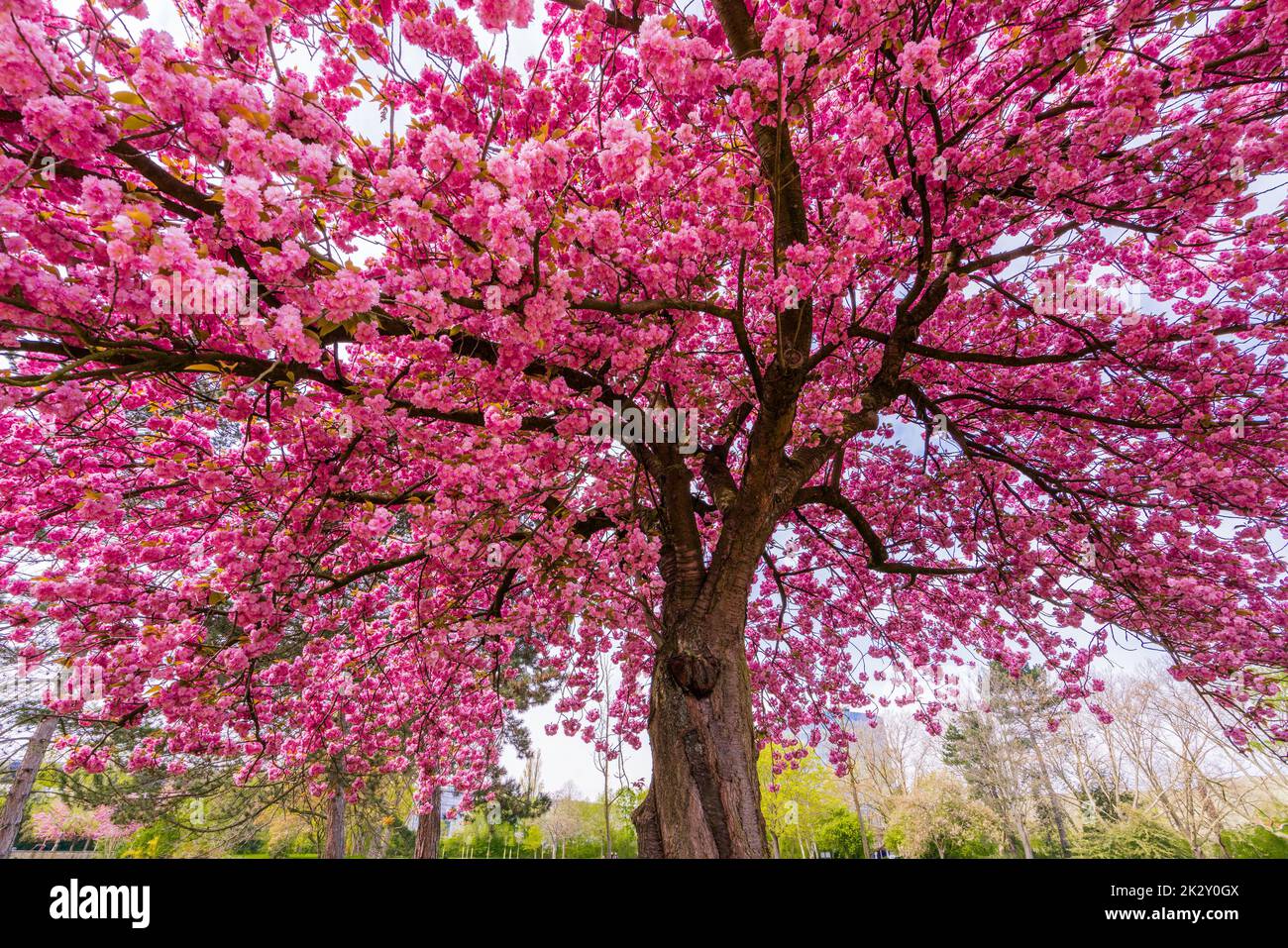 Japanischer Kirschsakura mit rosa Blüten im Frühling auf grüner Wiese. Stockfoto