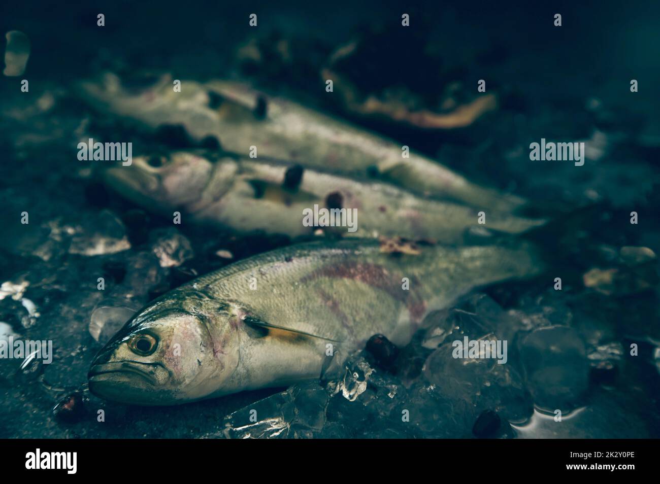 Ungekochter Fisch auf kalter Oberfläche Stockfoto