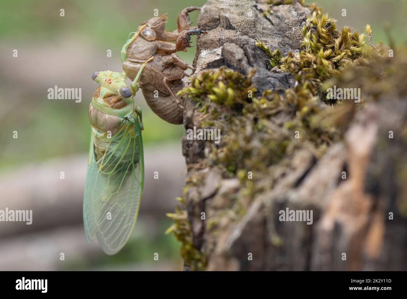 Makrobild einer neu entstandenen Zikada Stockfoto