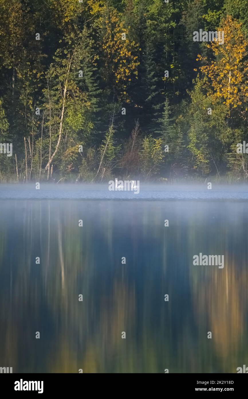Zwei Trompeter-Schwäne, Cygnus buccinator, auf einem See im Nebel, Yukon, Kanada Stockfoto