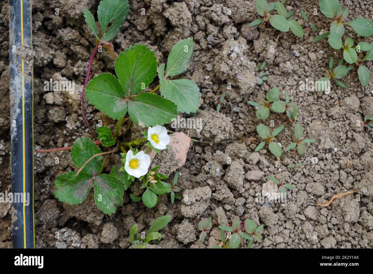 Erdbeeranbau im Boden während der natürlichen Erdbeerblütezeit Stockfoto