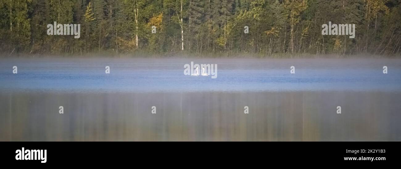 Zwei Trompeter-Schwäne, Cygnus buccinator, auf einem See im Nebel, Yukon, Kanada Stockfoto