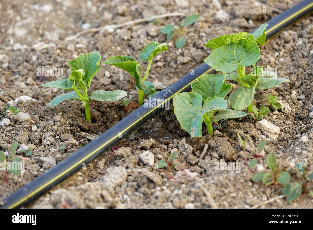 Natürliche Gurkenpflanze im Garten, neue Gurkensprossen, Bewässerung der Pflanzen mit dem Abtropfsystem Stockfoto