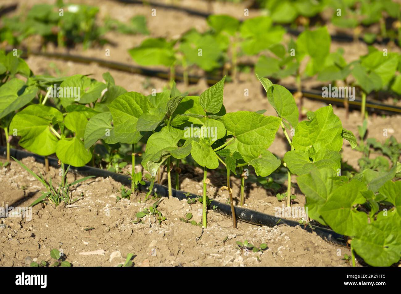 Bohnenpflanze im Garten, neue Bohnensprossen in Reihen, Bewässerung der Pflanzen mit dem Tropfsystem Stockfoto