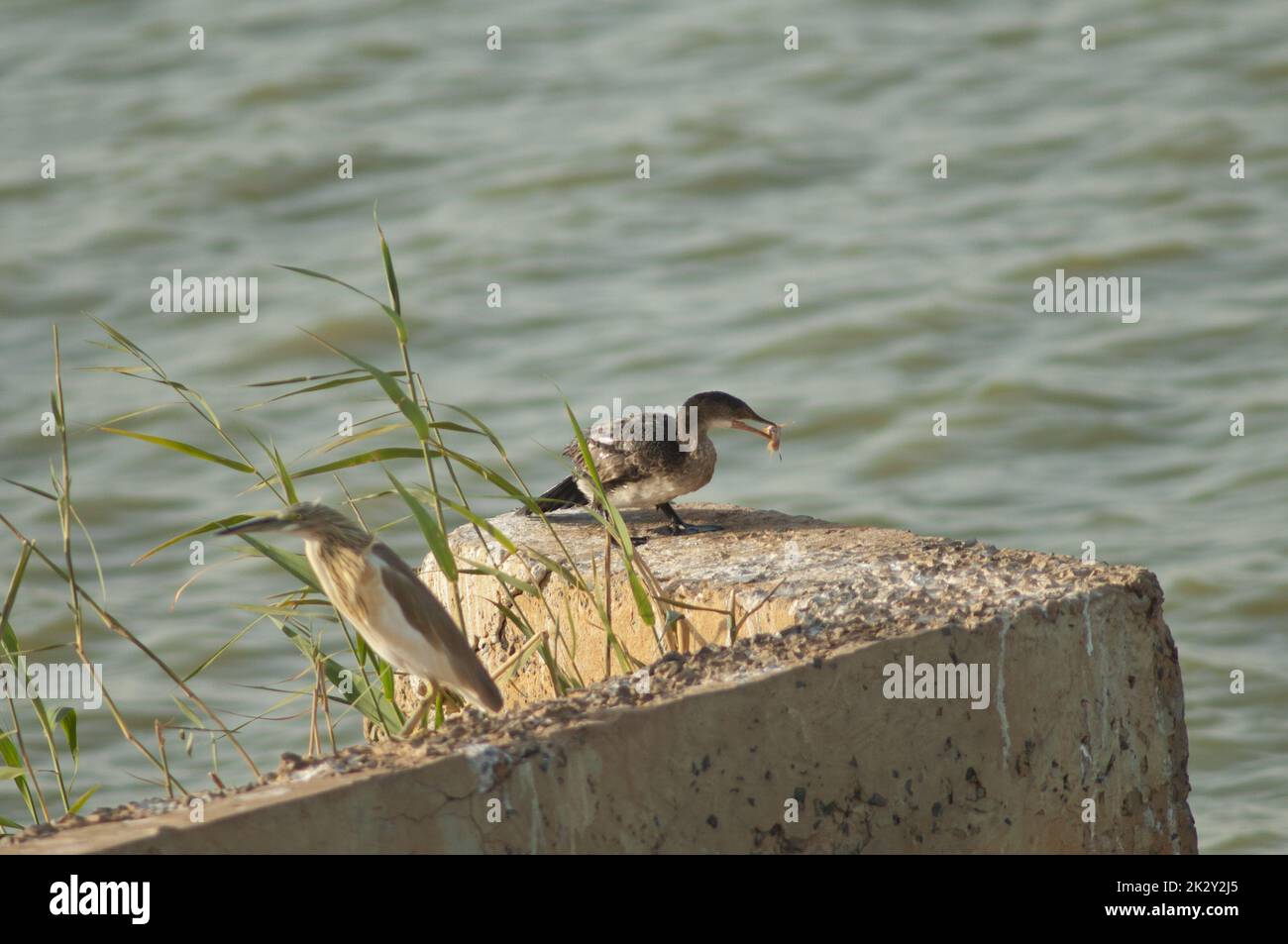 Reed-Kormoran mit Welsen und Raucherreiher. Stockfoto
