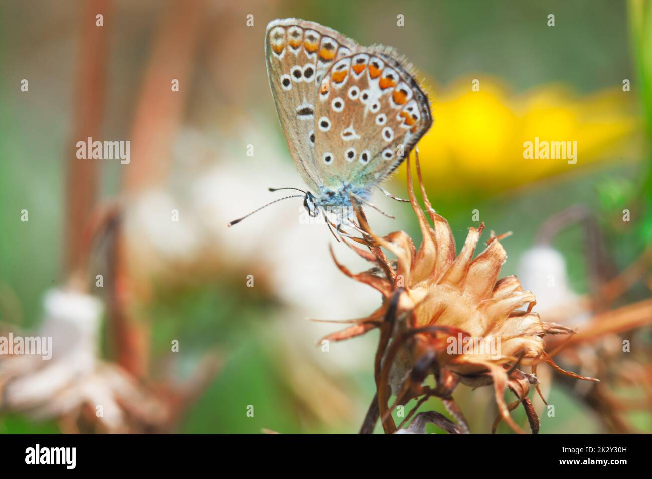 Plebejus argus, silberner blauer Schmetterling Stockfoto