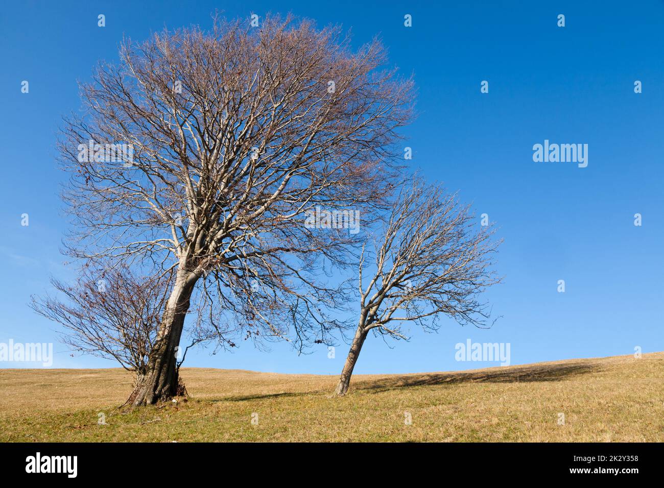 Isolierte Bäume am blauen Himmel. Minimaler Naturhintergrund. Stockfoto