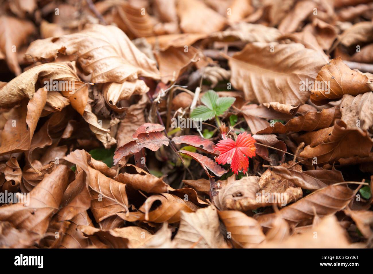 Minimaler Naturhintergrund. Herbstfarben auf trockenen Blättern Stockfoto