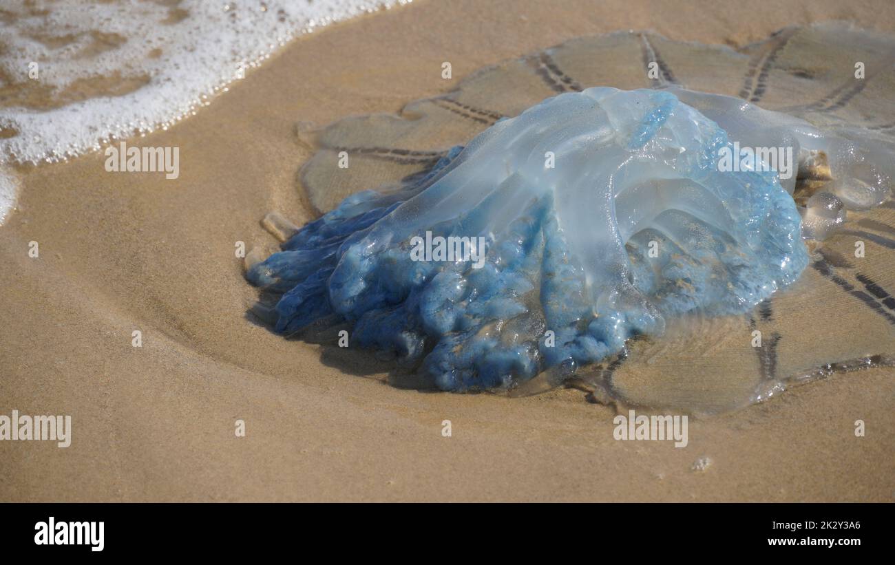 Tote Quallen wurden am Strand angespült. Rhopilema nomadica Quallen an der Mittelmeerküste. Vermikularfilamente mit giftigen stechenden Zellen können schmerzhafte Verletzungen bei Menschen verursachen. Stockfoto