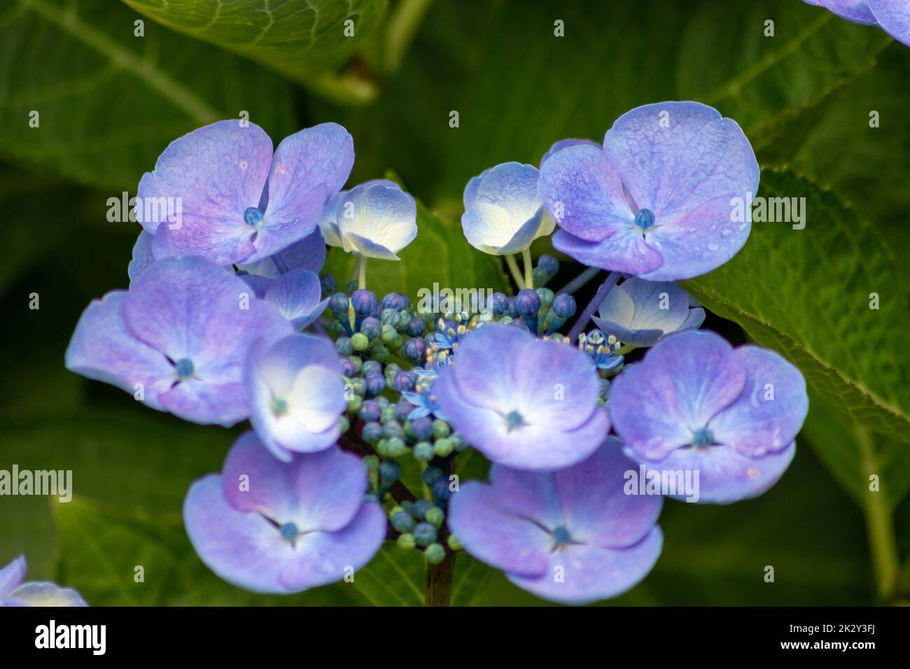 Zarte blaue Blüten mit selektivem Fokus, während der Fokus auf der Vorderseite der grüne, verschwommene Hintergrund die Zerbrechlichkeit der natürlichen Schönheit zeigt idyllische Gartenlandschaft in städtischen Guerillagärten Stockfoto