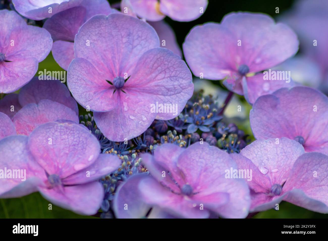 Zarte blaue Blüten mit selektivem Fokus, während der Fokus auf der Vorderseite der grüne, verschwommene Hintergrund die Zerbrechlichkeit der natürlichen Schönheit zeigt idyllische Gartenlandschaft in städtischen Guerillagärten Stockfoto