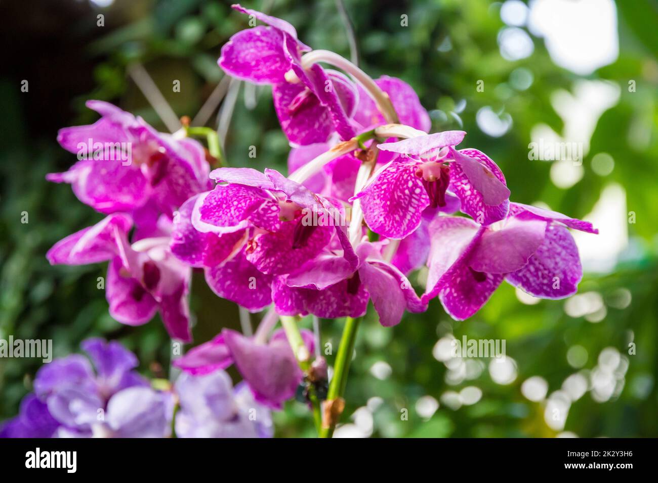 Orchideenblüte, seltene Arten Stockfoto
