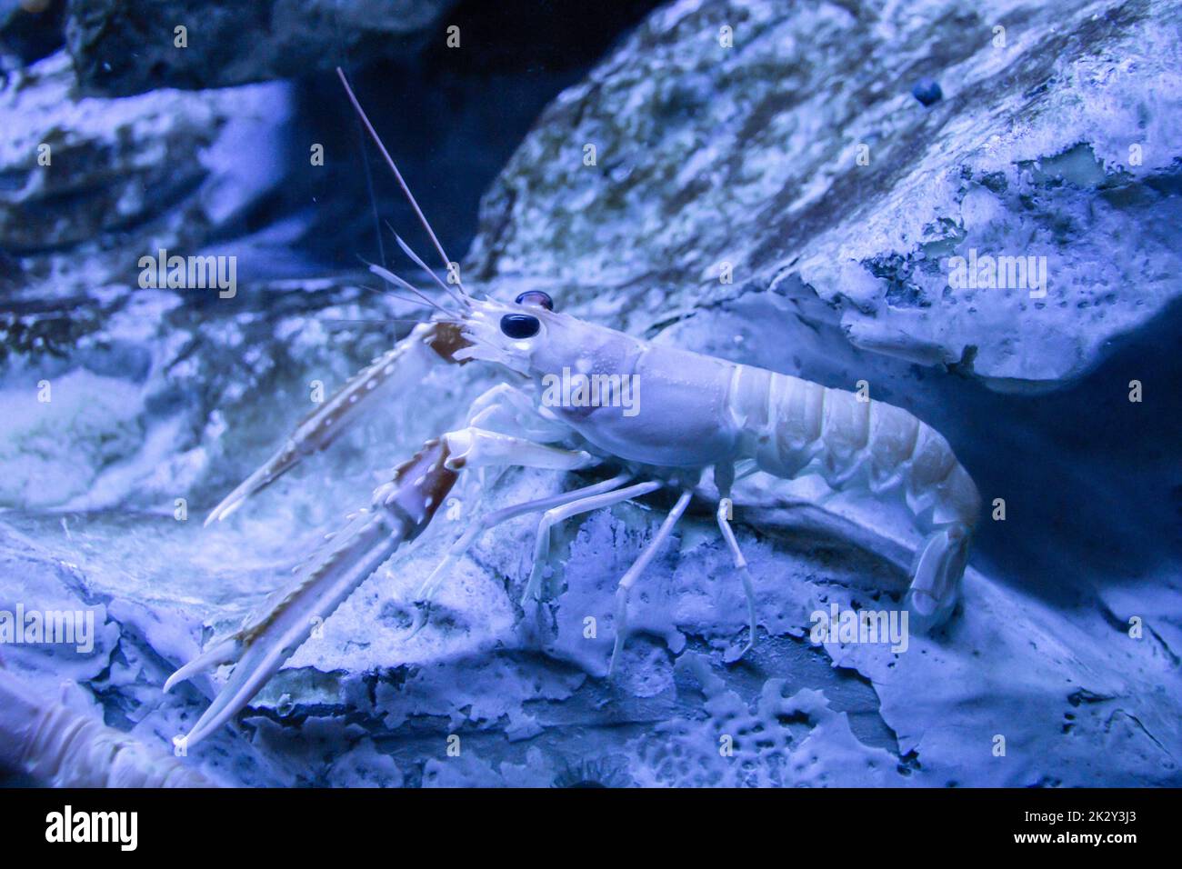 Langoustin aus nächster Nähe auf den Ozean Stockfoto