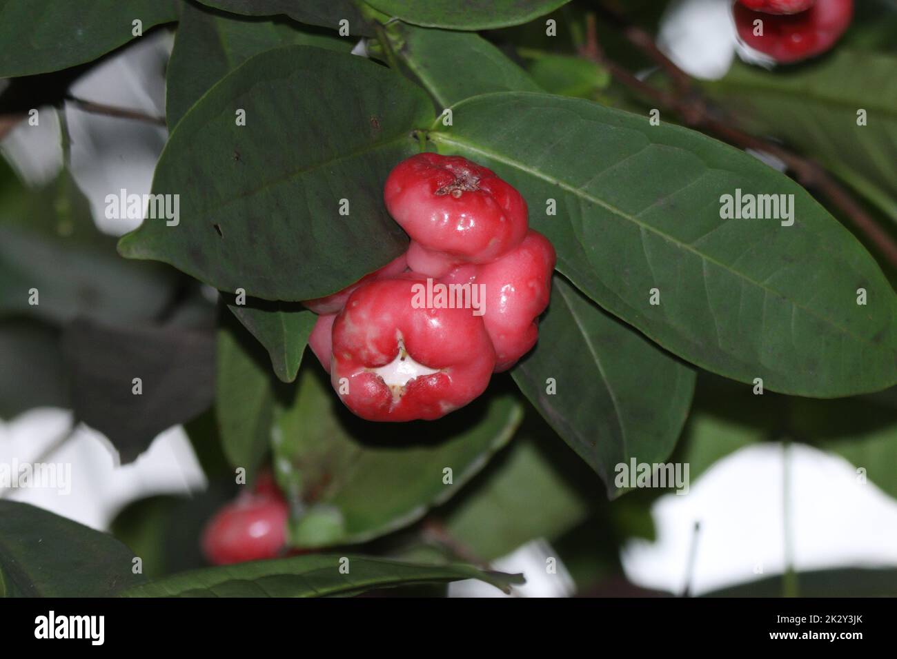 Reife rote Jamba-Früchte Stockfoto