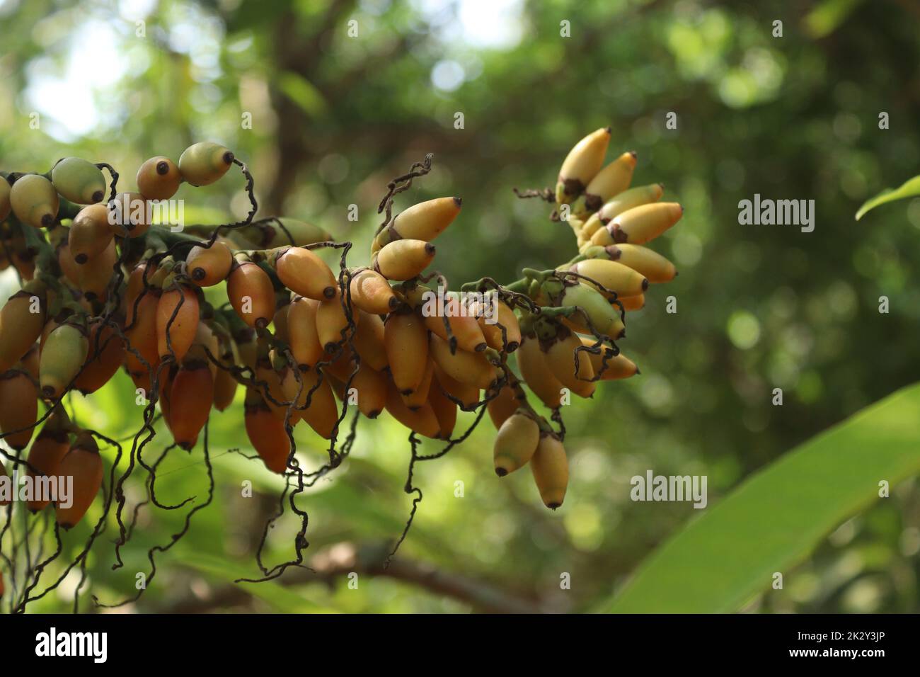 Arecanut wird auch Adakka genannt Stockfoto