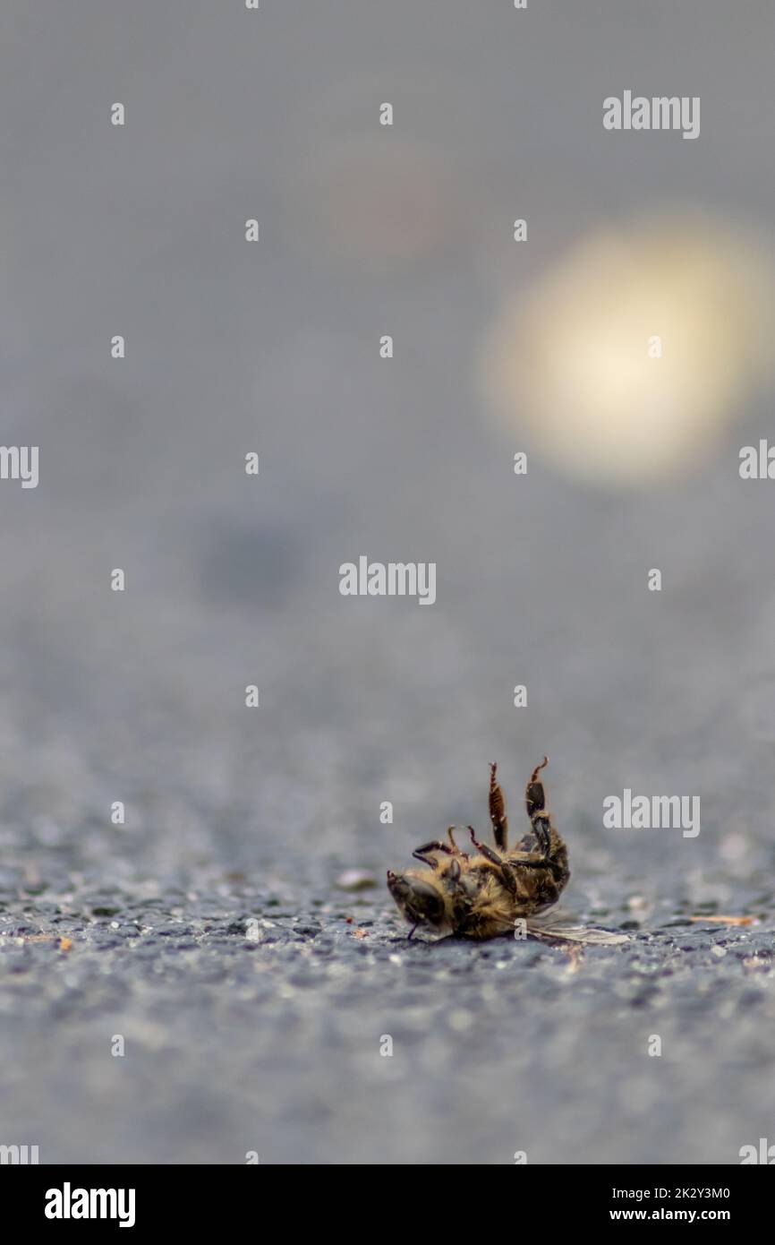 Tote Bienen auf dem Boden, die durch Varroamilben-Krankheit oder Insektizide vergiftet oder infiziert sind, töten die nützlichen Organismen und stellen eine globale Gefahr für Bestäubung und Nahrungsmittelproduktion durch Bienensterben dar Stockfoto