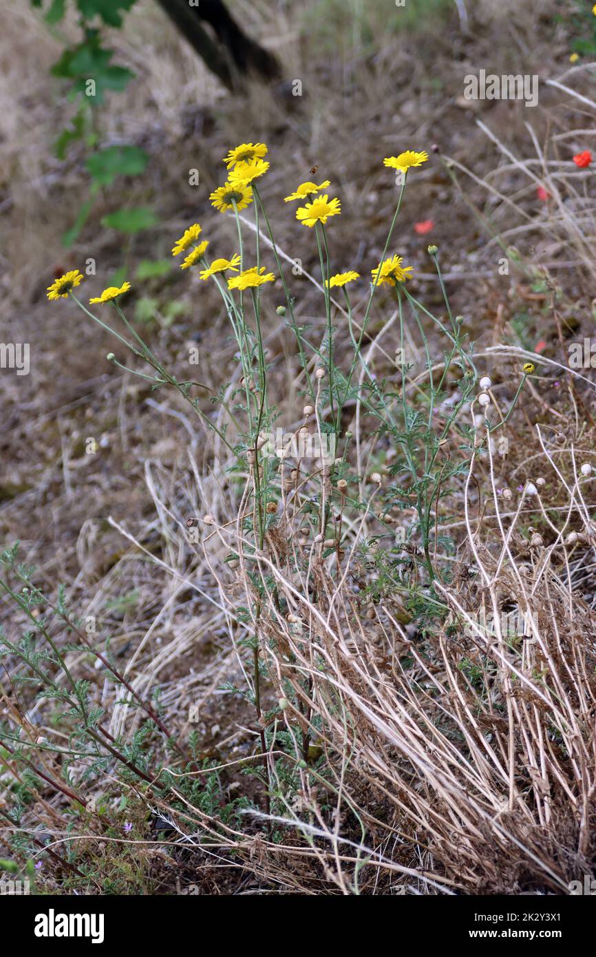 FÃ¤rberkamille (Anthemis tinctoria, SYN. Cota tinctoria), verwilderte Zierpflanze Stockfoto