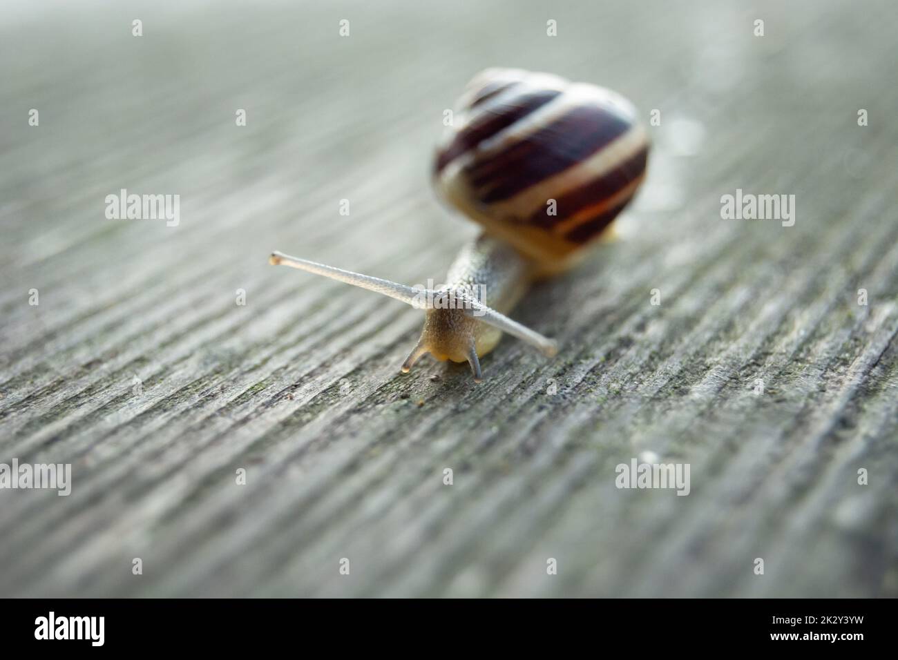 Schnecke auf einem Brett, geringe Schärfentiefe Stockfoto