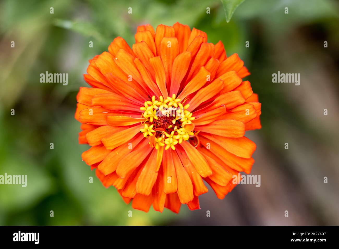 Orange Zinnia blüht in einem Garten Stockfoto