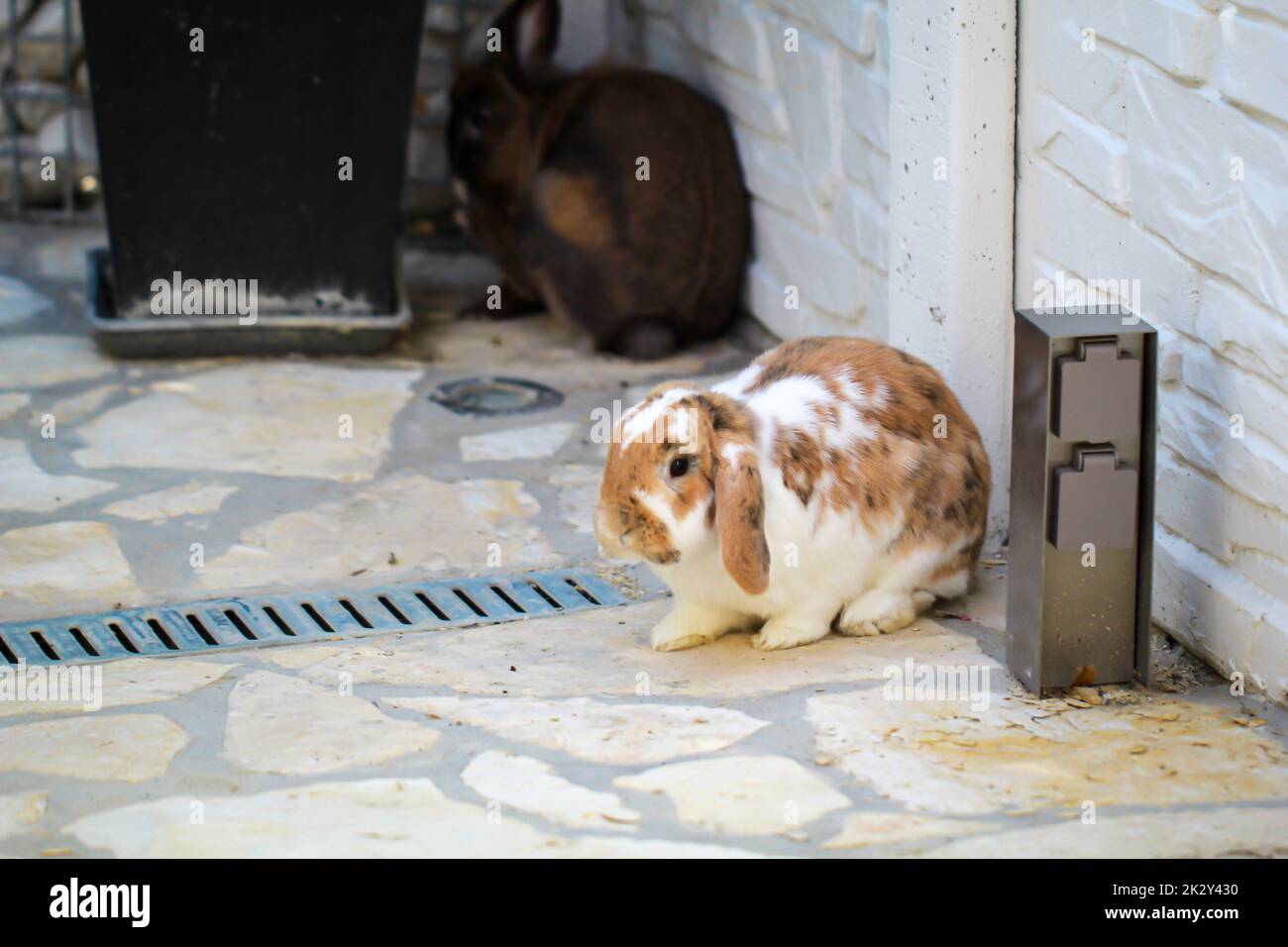 Ein Porträt, Nahaufnahme eines Zwergkaninchens. Stockfoto