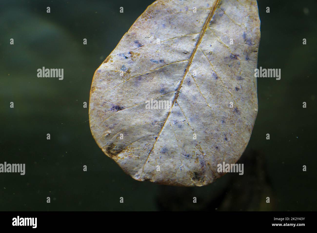 Nahaufnahme eines Semandelbaums oder einer Strandmandel. Zur Verbesserung der Wasserqualität in Aquaristik aufgenommen. Stockfoto