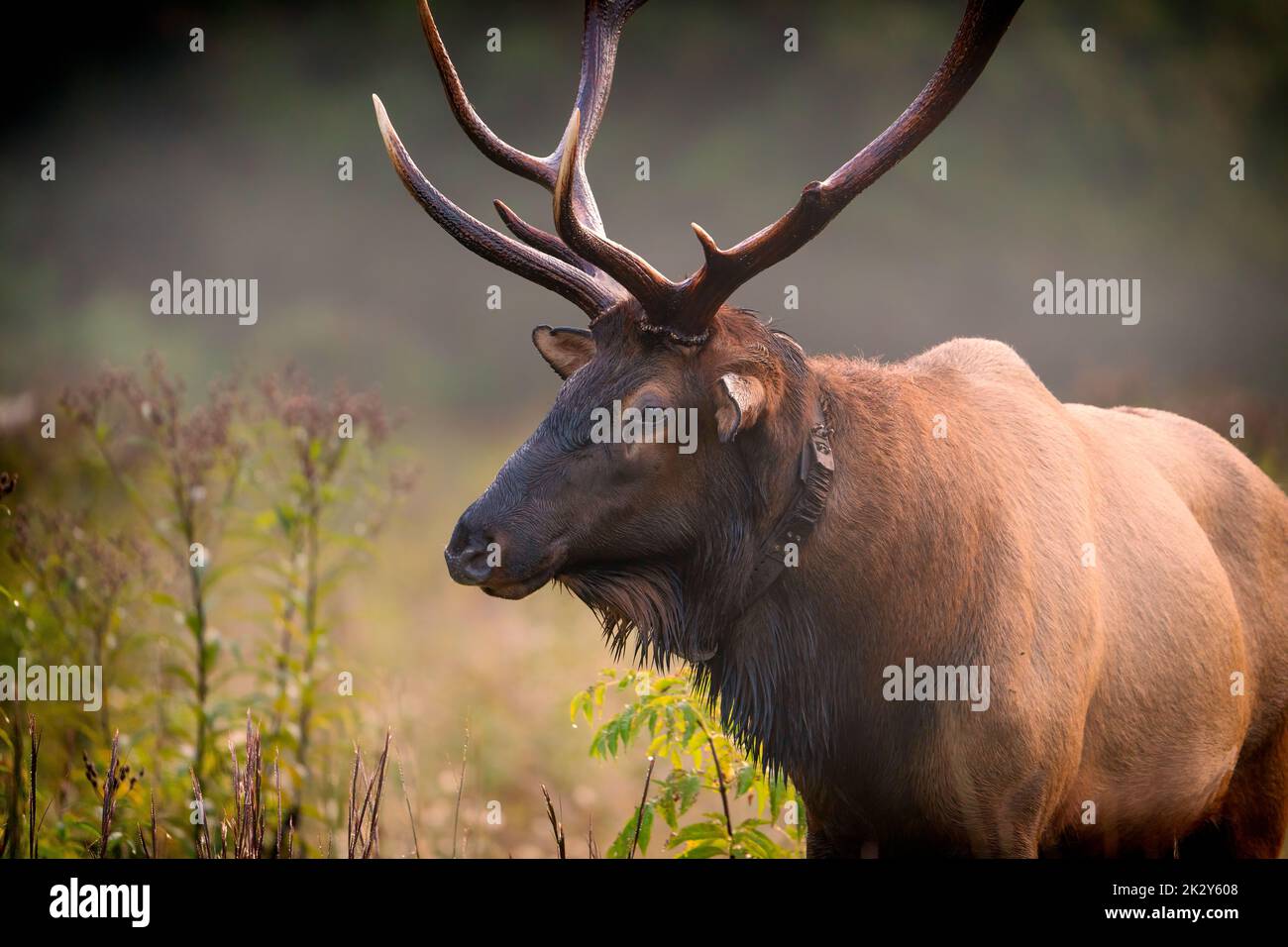 Ein Rocky Mountain-Bulle elk.in Nebel Stockfoto