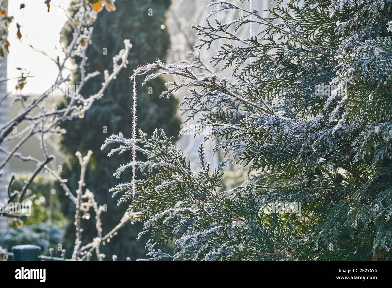 Reif auf zartem Spinnennetz. Auch Raureif, Strahlungsfrost oder Pruina sind weiße Eiskristalle, die sich auf dem Boden ablagern oder locker an e anhängen Stockfoto